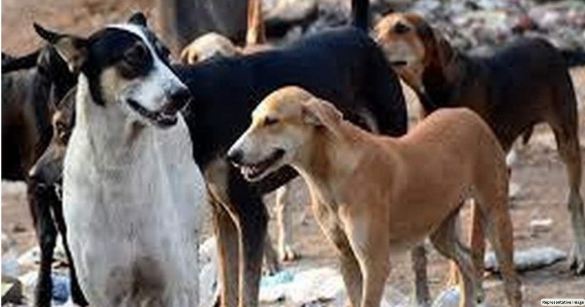 Telangana: Over 20 stray dogs found dead in Mahabubnagar, police launch probe